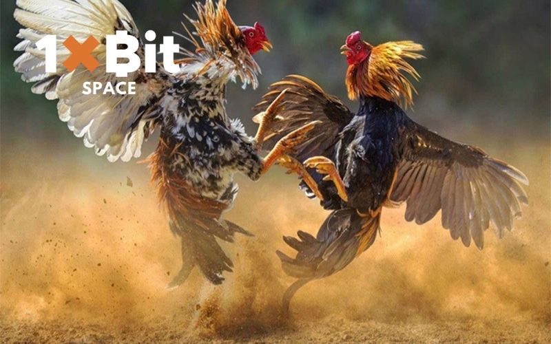 Kinh nghiệm nuôi gà tre đá chiến khỏe mạnh nhất 2 kinh nghiệm nuôi gà tre đá